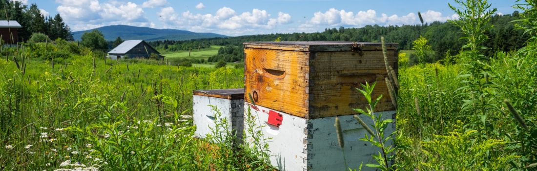Things are buzzing at Ferme-Neuve! Miels d’Anicet, a family business that has become a leader in the beekeeping community, showcases its rich territory and continues to grow.
